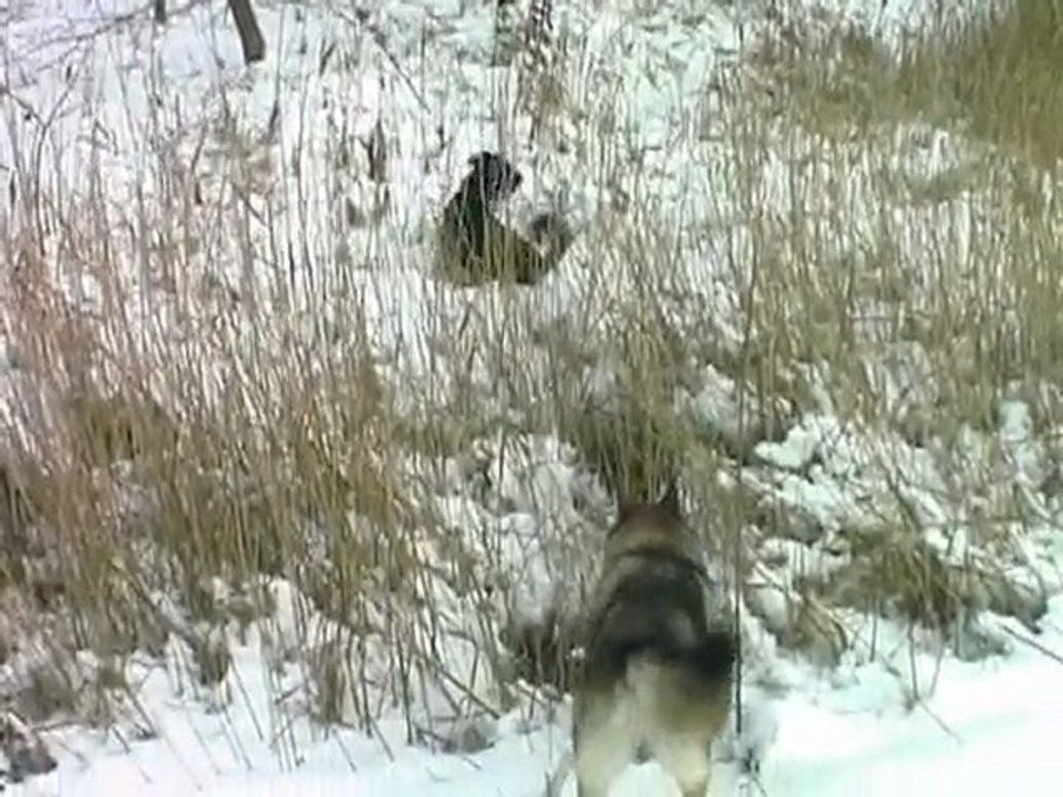 decembre 2009 : jeux dans la neige