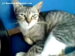 Very Funny  Cats dancing video