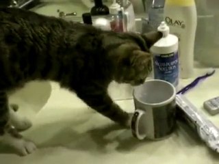 chat fait du riverdance (fun)