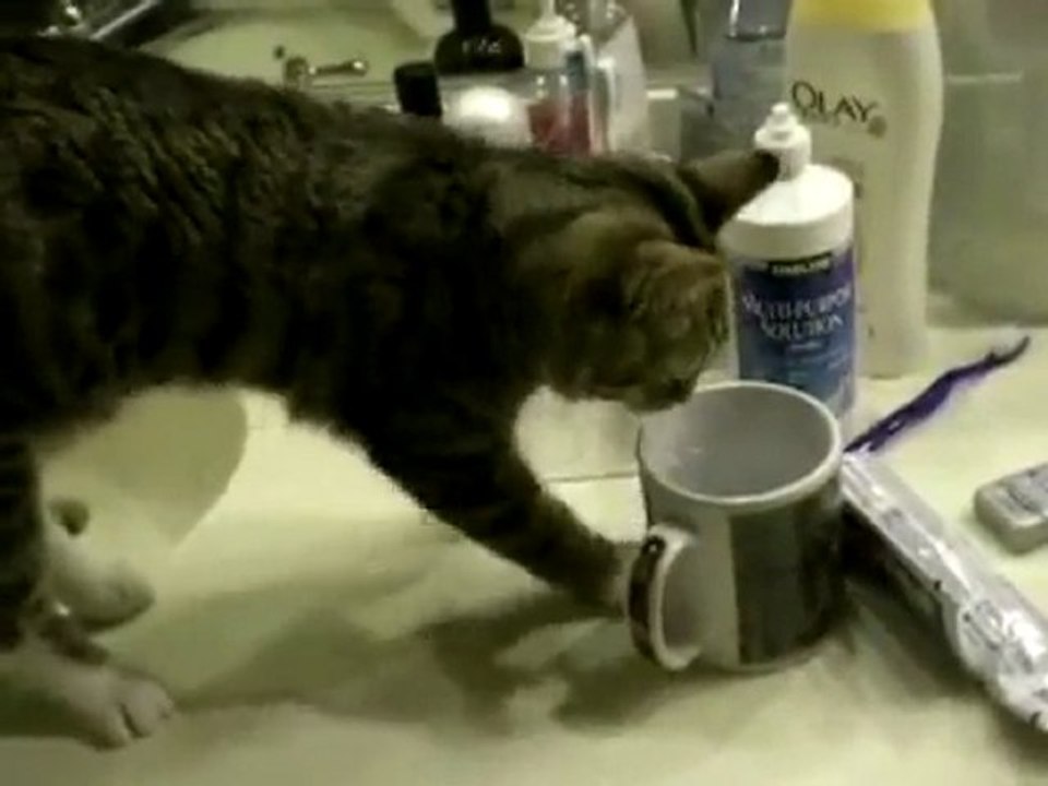 chat fait du riverdance (fun)