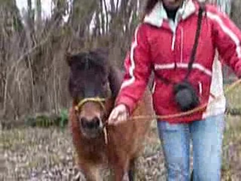 balade au bois francais