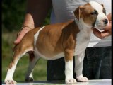 Amstaff chiots De Angel's Of Carmine