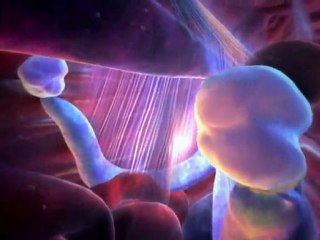 BBC. Animals - The Inside Story