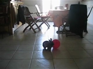 Looping joue au ballon