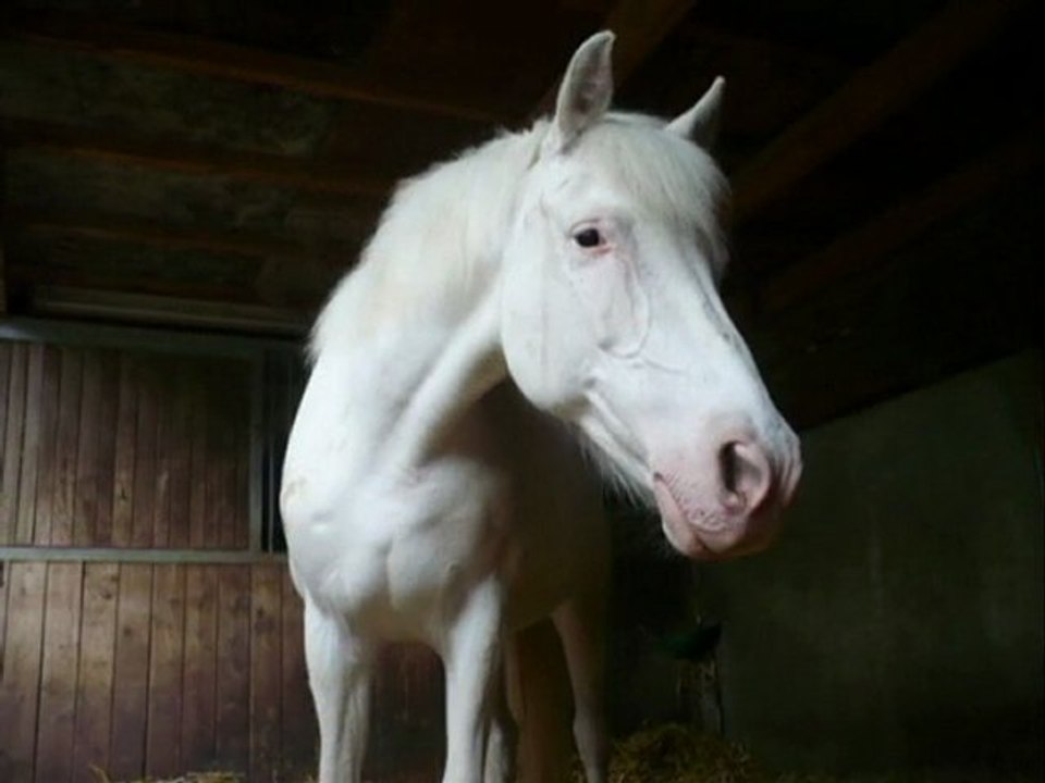 Neige ... ♥