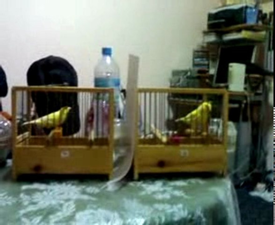 jeune malinois 2009 elevage de choufani abdelillah