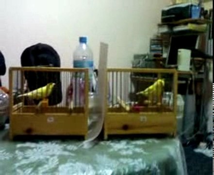 jeune malinois 2009 elevage de choufani abdelillah