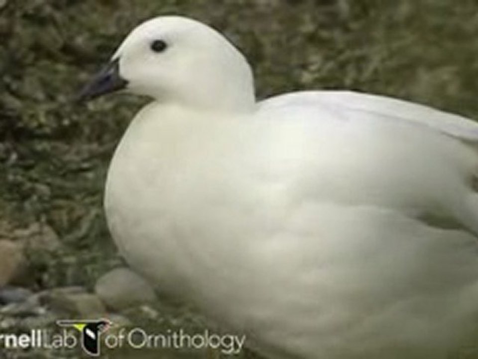 Chloephaga hybrida