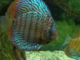 mes 6 discus dans mons 300l