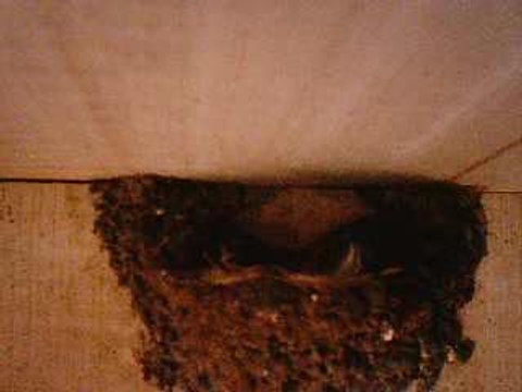 Nichée d'hirondelles