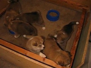 Vidéo chiots akita inu 4,5 semaines