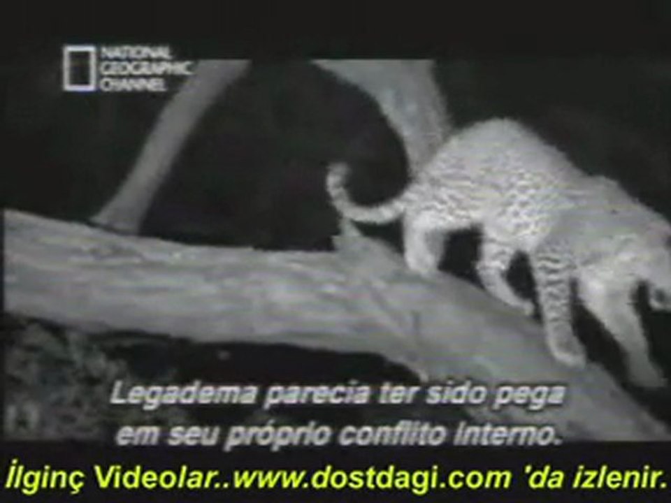 Leopar & Yeni Doğan Babun Yavrusu