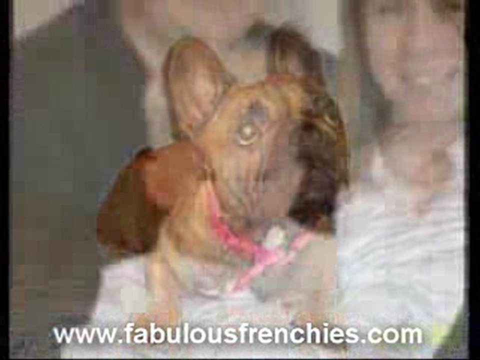 french bulldogs pups for sale