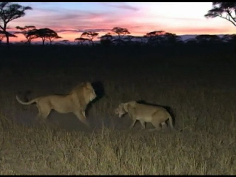 Lions: A Pride of Their Own || Trailer