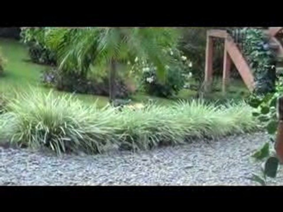 Bird Feeding In Boquete, Panama