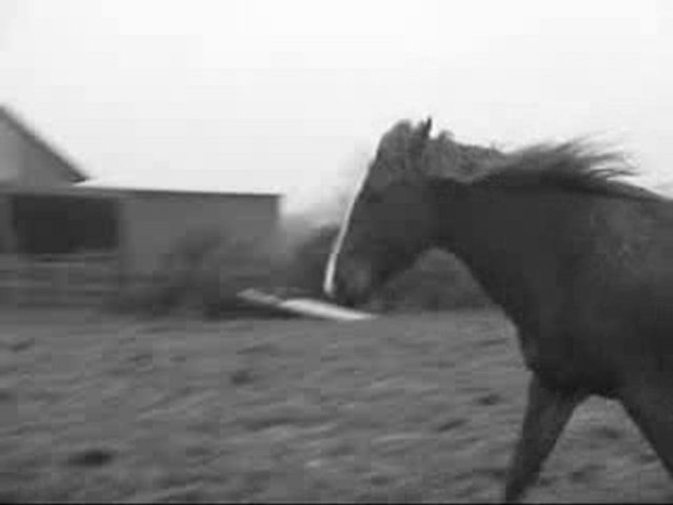 Obélix et Tempete