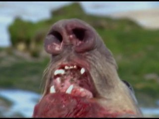 Elephant Seal: Masters of the Beach || Trailer