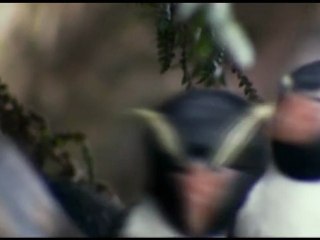 The Snares Islands: Cradle of the Southern Ocean || Trailer