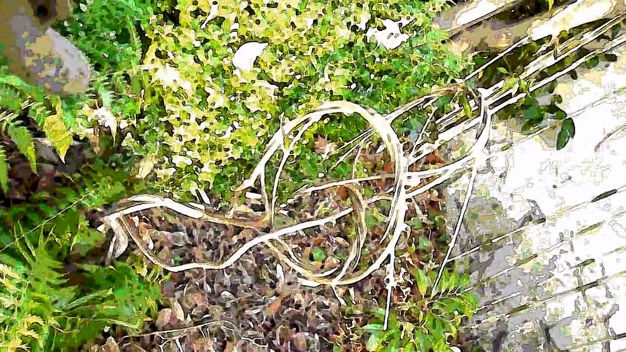 Sculptures-Vivantes _ 15 décembre 2009