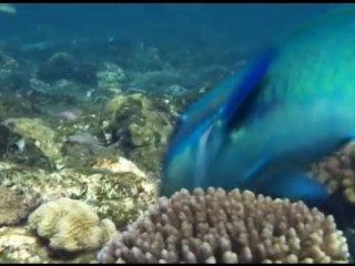 Parrot Fish: The Living Sand Factory || Trailer