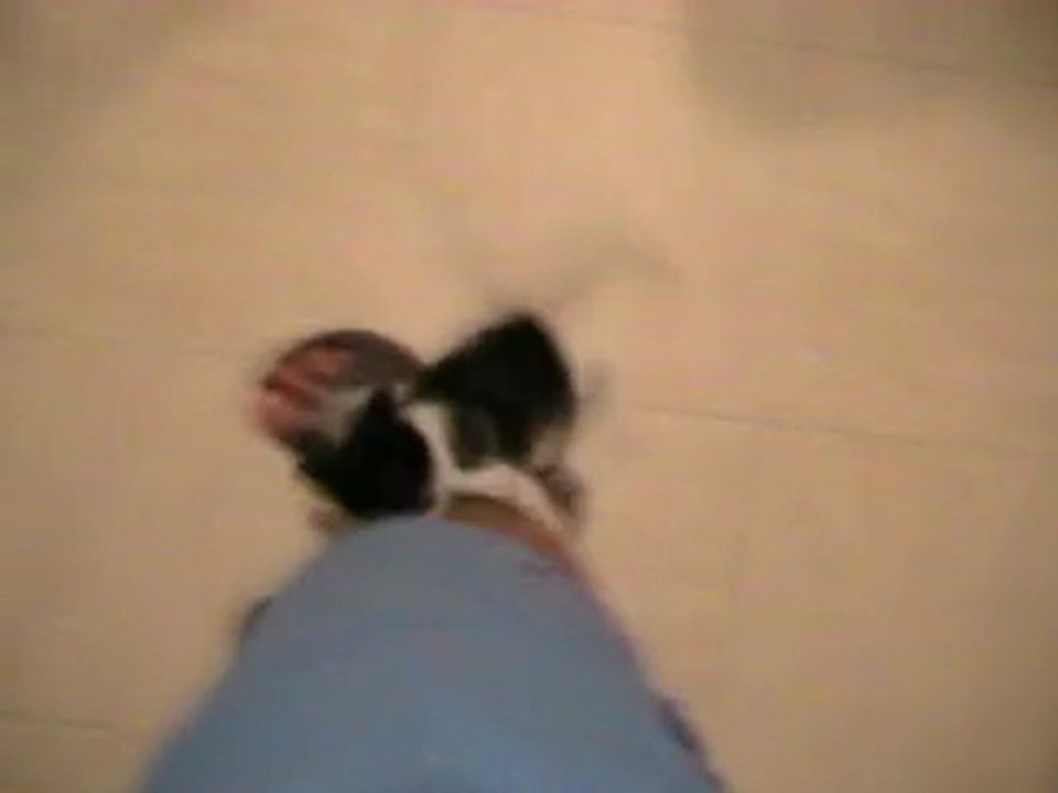 chaton à l'attaque 1