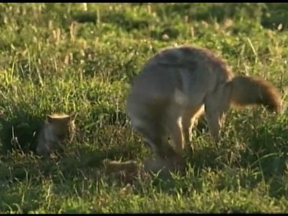 Golden Jackal: Home Helper || Trailer