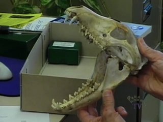 Yowie, the Australian Bigfoot - Conclusion