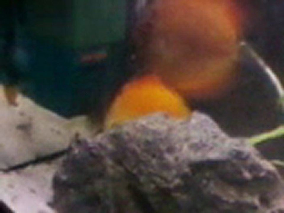 discus