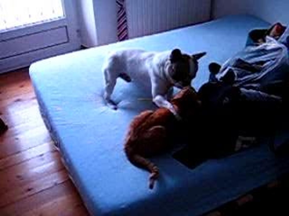 Ulk & Tweety