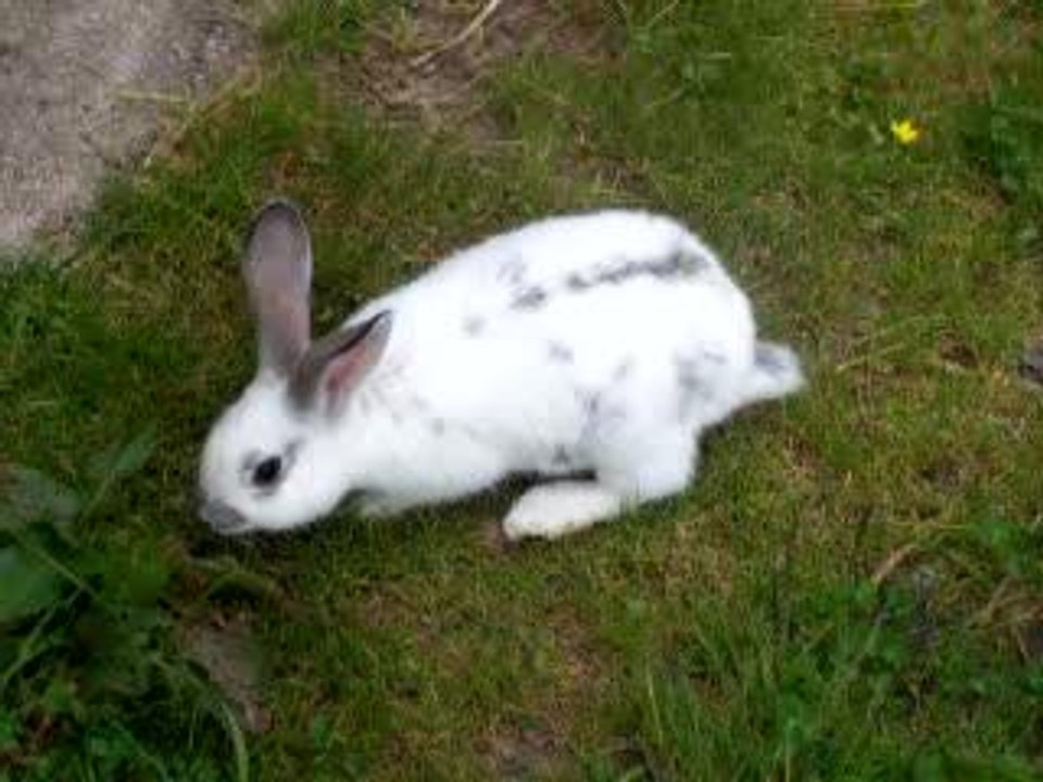 La Lapine