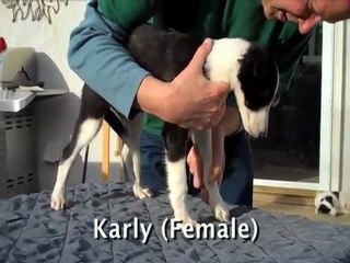 Scirocco's Pearls of Wisdom Litter