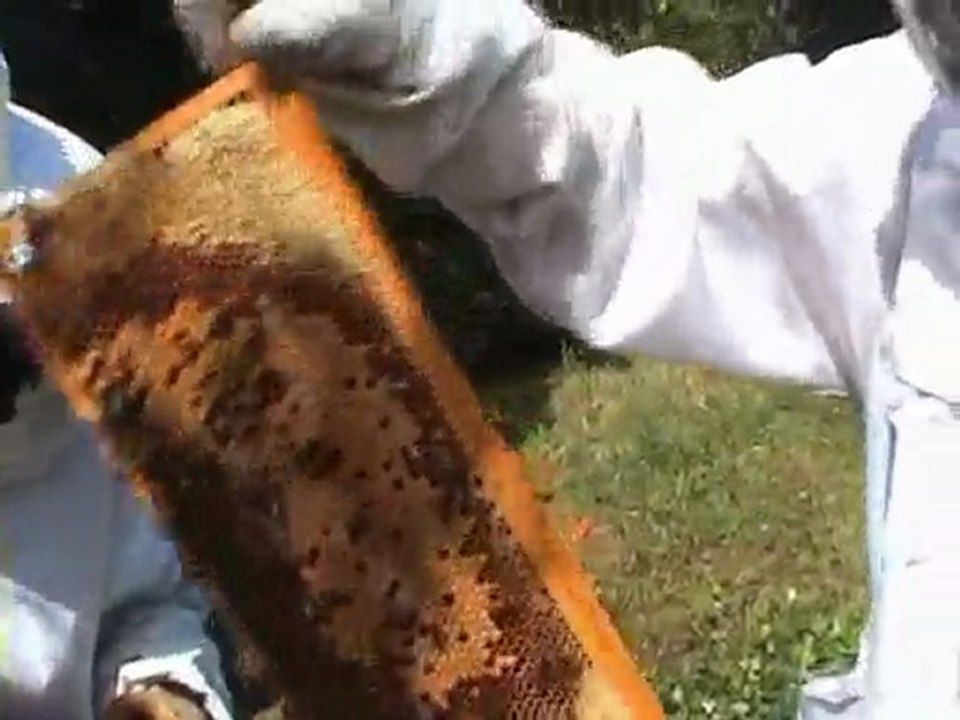 Les Abeilles