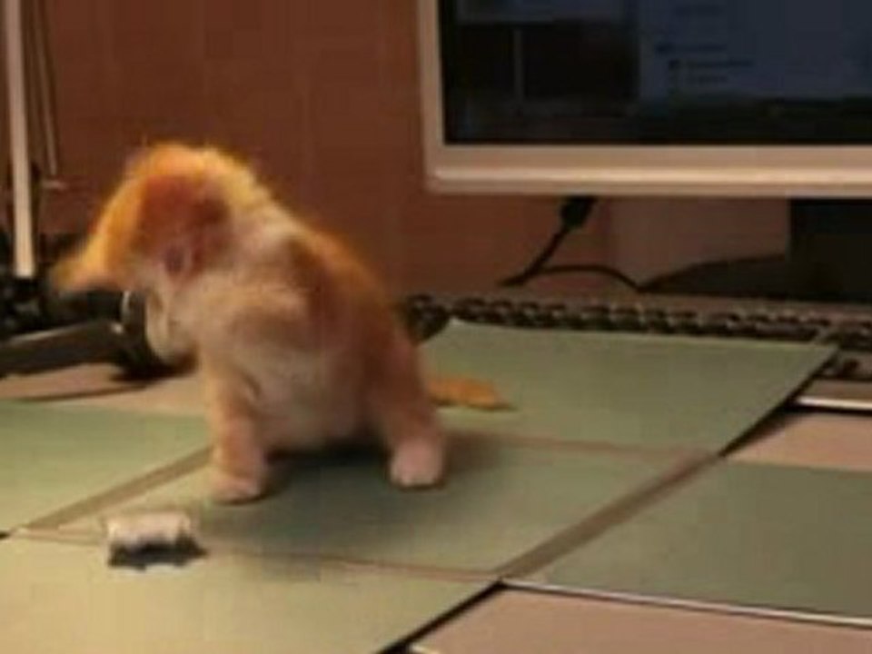 Chaton, employé chez Kaspersky