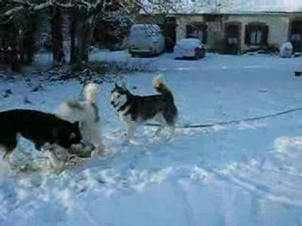 LES CHIENS DANS LA NEIGE
