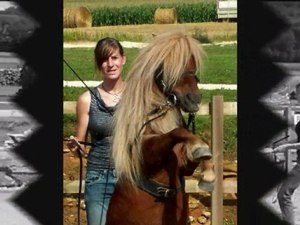 poney longues rênes