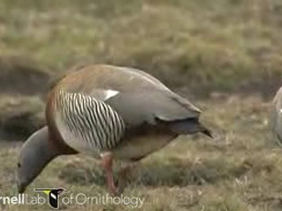 Chloephaga poliocephala
