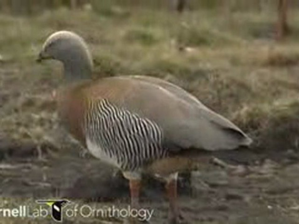 Chloephaga poliocephala
