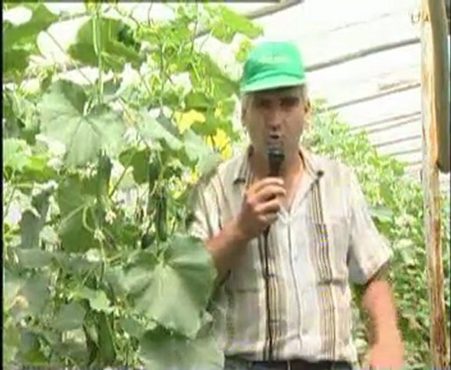 örtü altı sebze yetiştiriciliğinde entegre mücadele-1