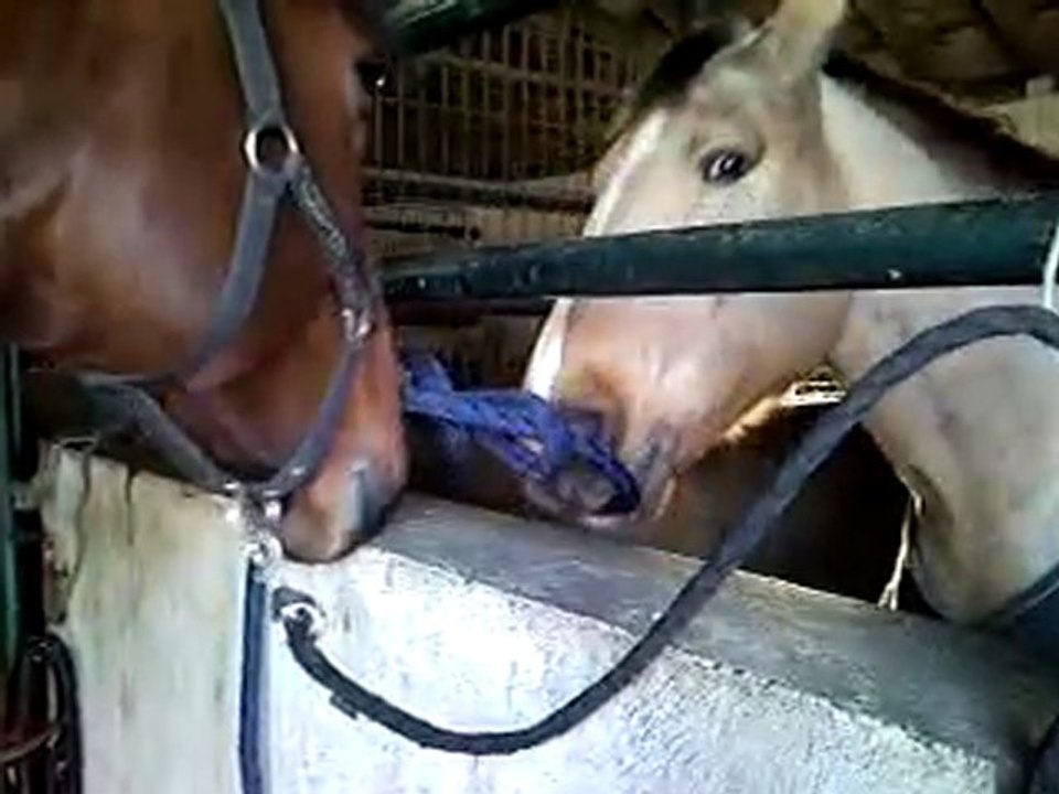 Calypso et Zef