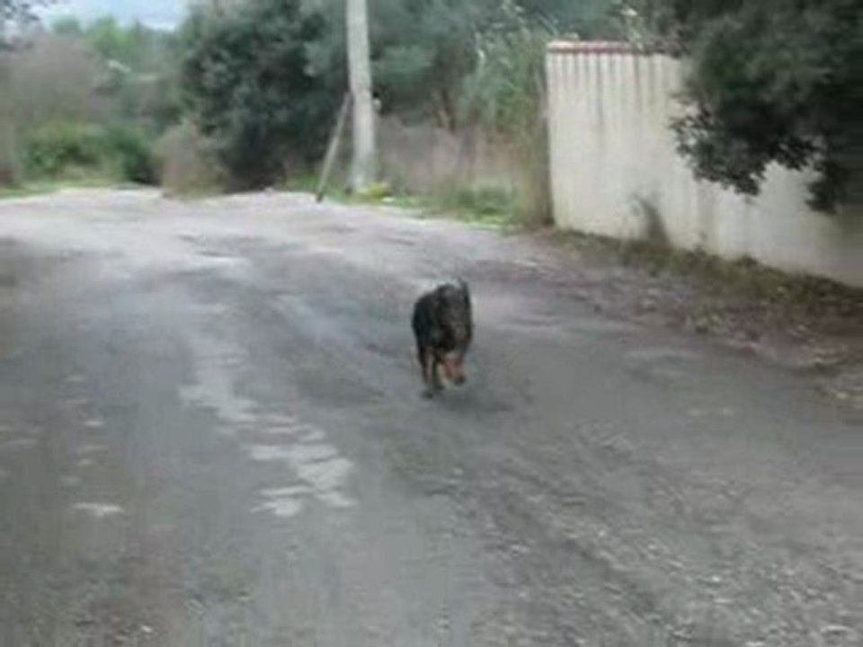 Tessy sprint en promenade, decembre 2009