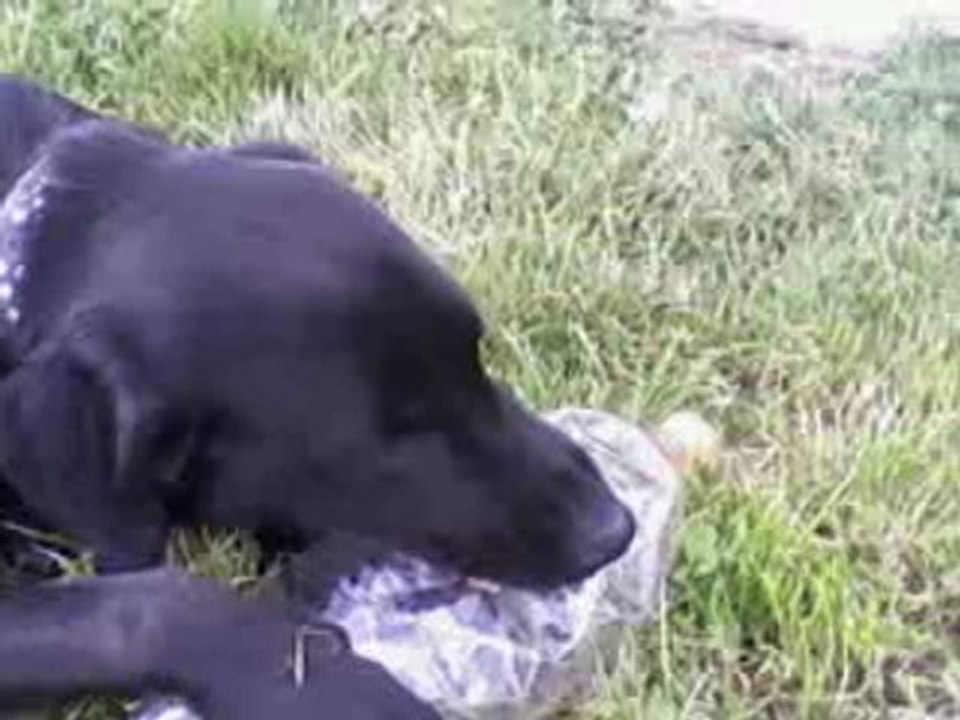 Mon chien