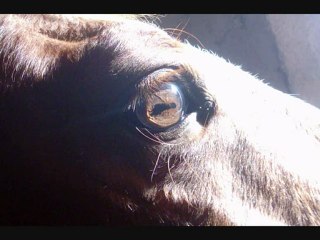 Centre équestre de Carpiagne