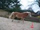 Mon poney qui saute la bariere .. xD