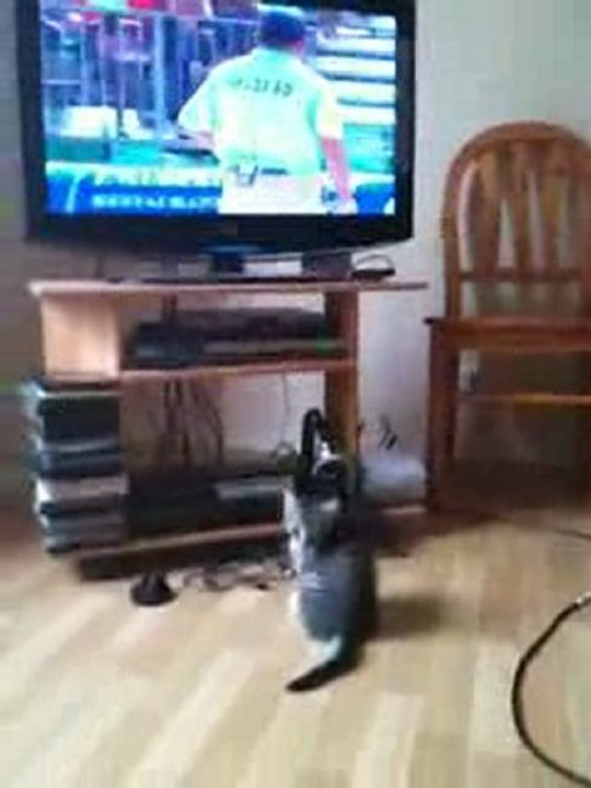 Bébé Chat Regarde Les Boules ^^