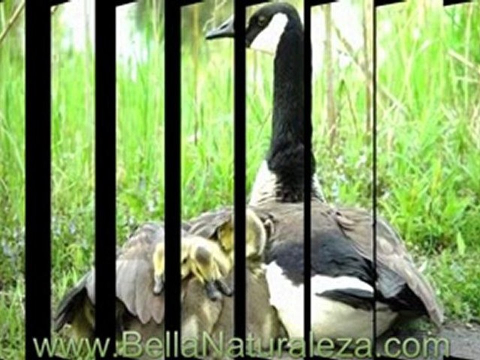 Fotos_canto_pajaros