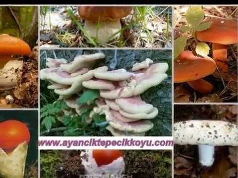 ayancık tepecik köyü davul zurna ümit yolaçan