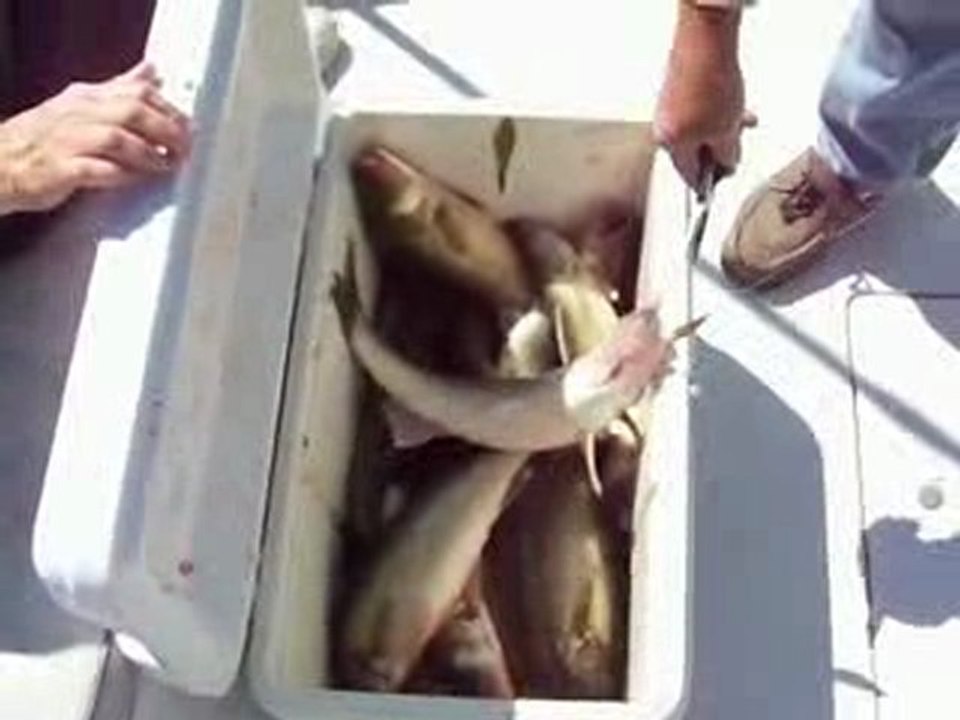 Lake Erie Michigan Walleye Fishing Charter