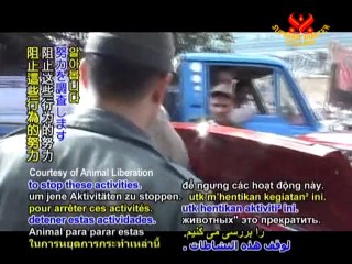 Ending Exploitation: Animal Liberation of Australia