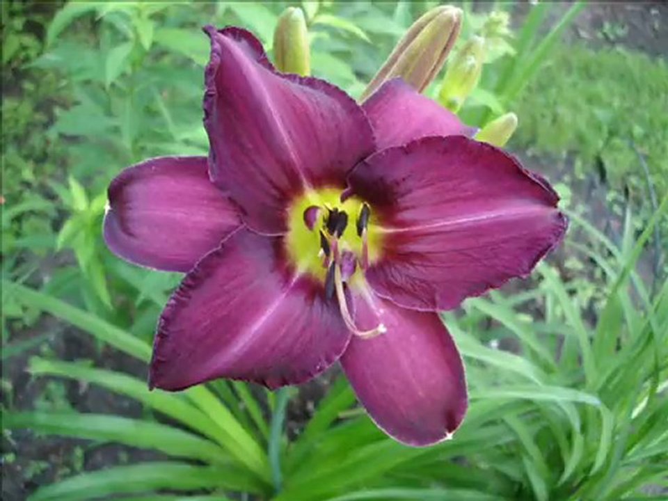 Fleurs de fuillet 2009