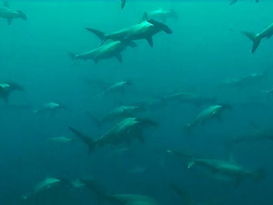 predateur requin marteaux